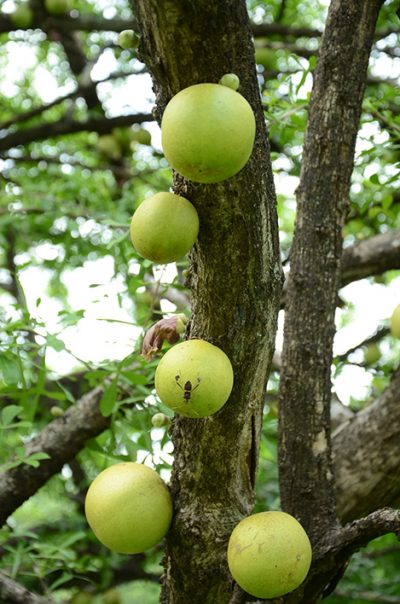 Árbol de Jícaro _potosi_naturaleza4