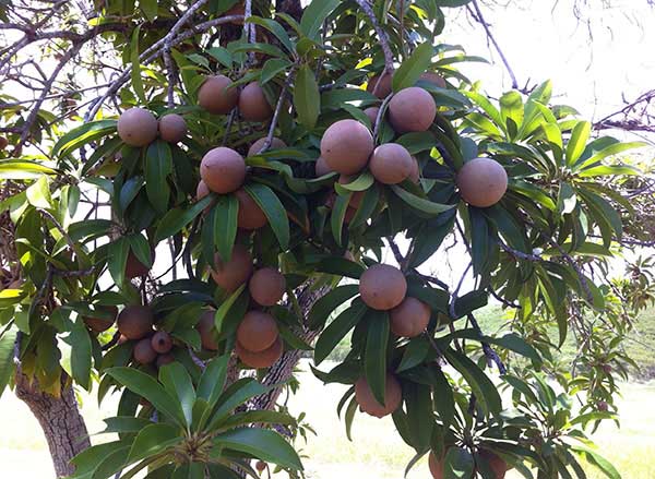 Árbol de níspero_potosi_naturaleza_gal1