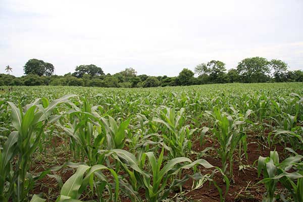 Corn cultivation _masaya_naturaleza_gal4