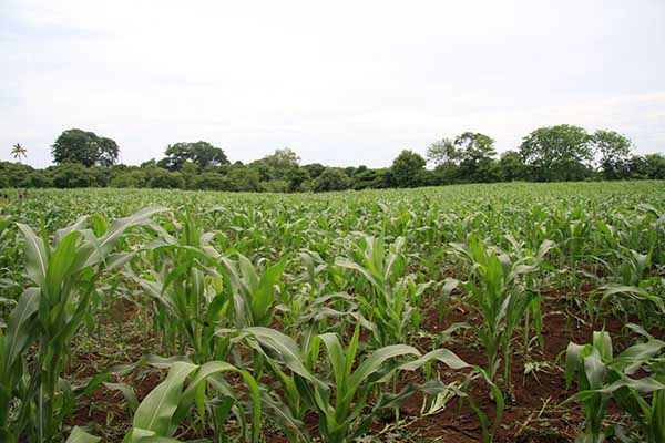 Cultivo de maíz _masaya_naturaleza_gal4