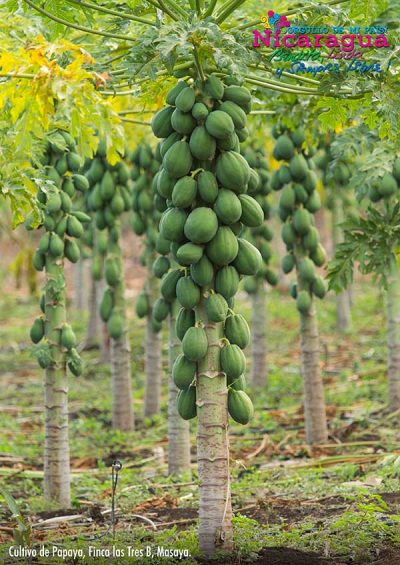 Papaya cultivation _masaya_naturaleza_gal1