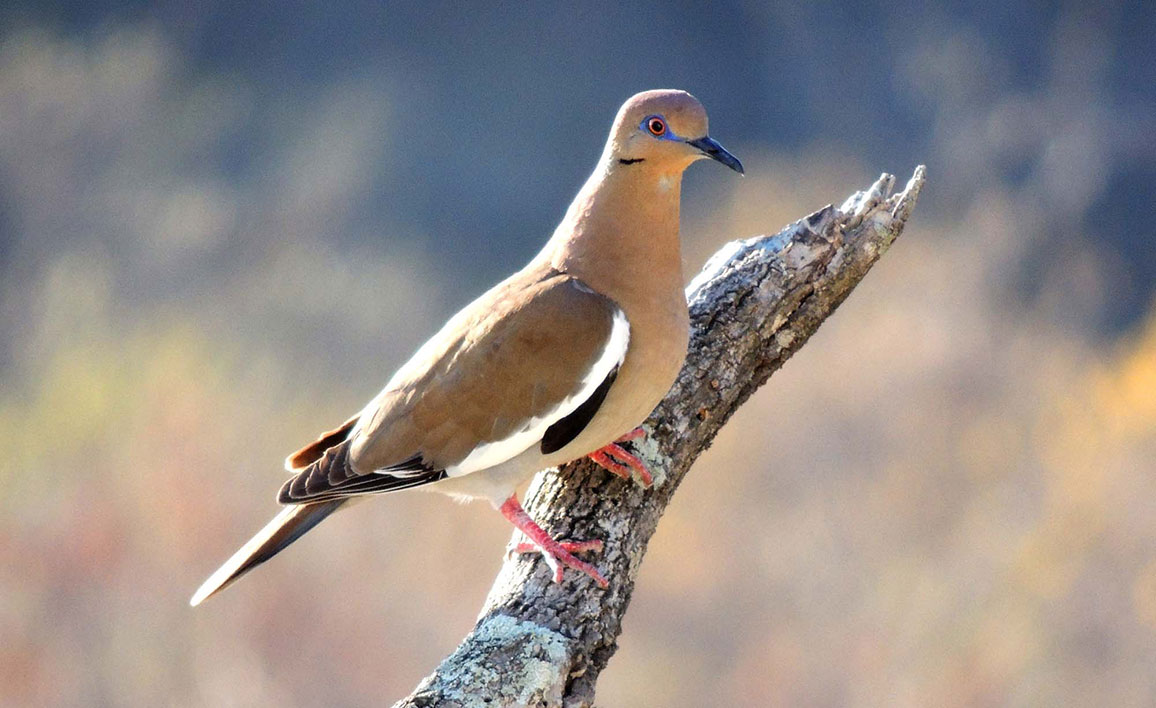 Whitewing Pigeon _tisma_naturaleza2