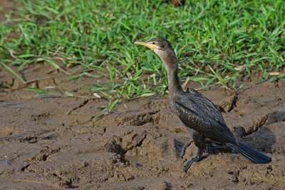 Pato chanco _tisma_naturaleza1