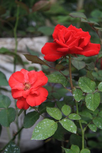 Roses, Nurseries catarina_naturaleza3