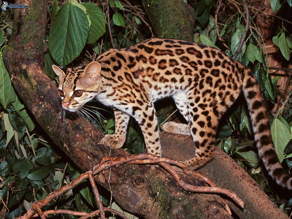 igrillo Ocelot_tola_naturaleza3