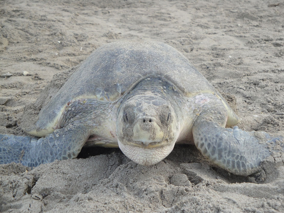 Paslama Turtle _tola_naturaleza2