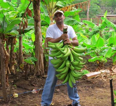 Cosecha de plátano _sanjuanoriente_naturaleza_gal3