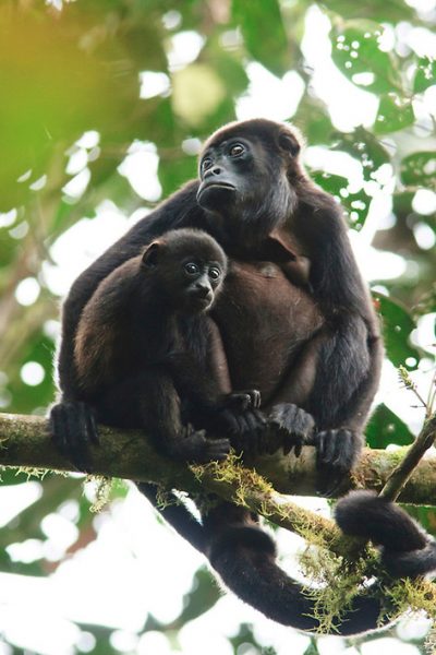 Monkeys Congos _sanjuanoriente_naturaleza1