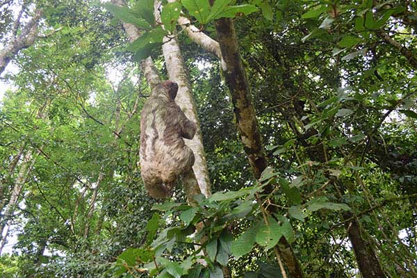 Finca agroturística Kilimanjaro