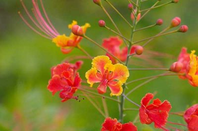 Flor de Malinche 