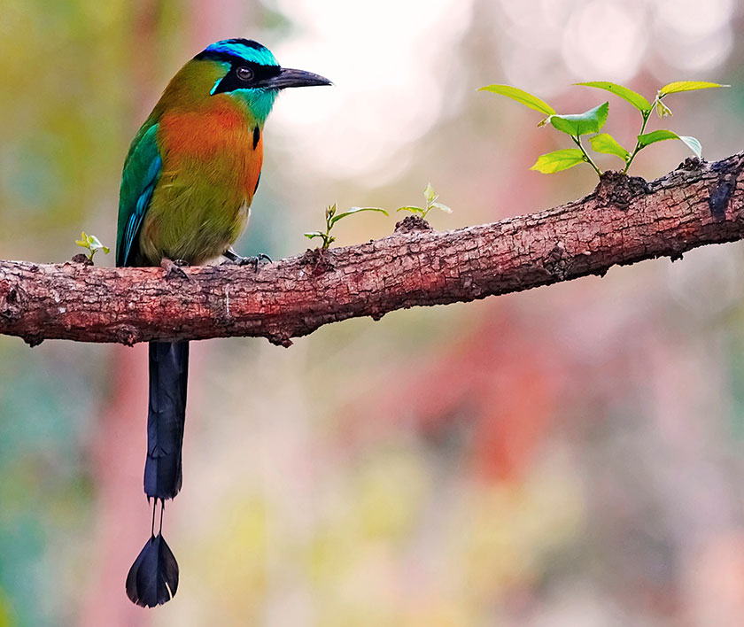 Guardabarranco, National Bird