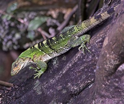 Iguana Verde_nandasmo_naturaleza3