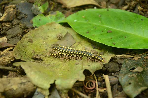 Quilópodos o ciempiés_concepcion_naturalezagal4