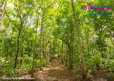 Flor de Pchote trail masatepe_naturaleza_gal2