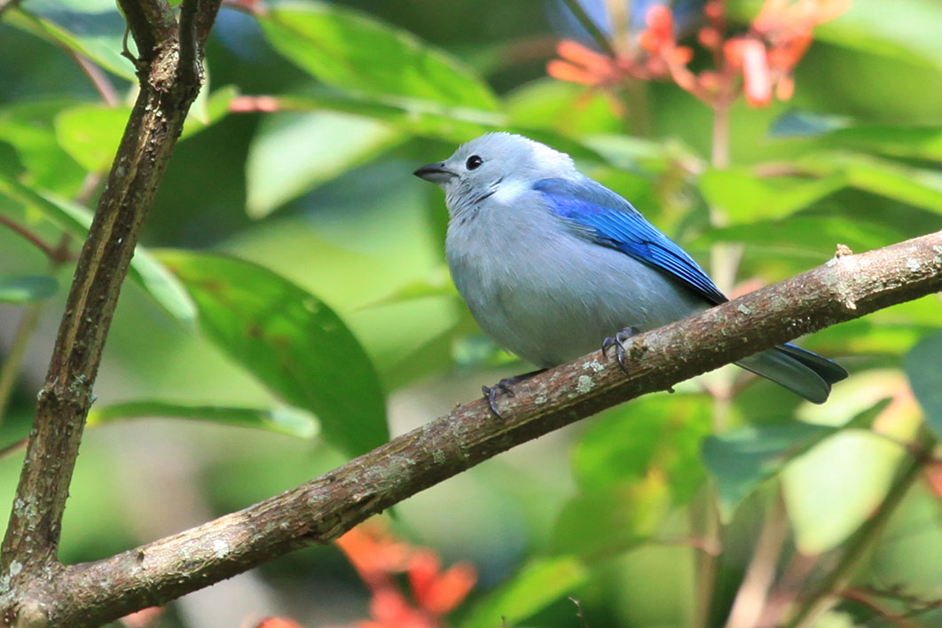 Tangara Azulada _niquinohomo_naturaleza2