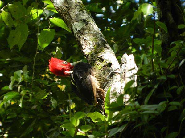 Silver-billed Woodpecker Jinotepe_Nature_gal1