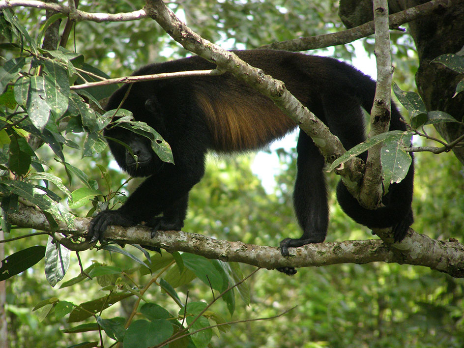Congo monkey jinotepe_naturaleza3