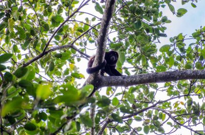 Reserva de Mono Congo San Diego_lapazcarazo_naturaleza5