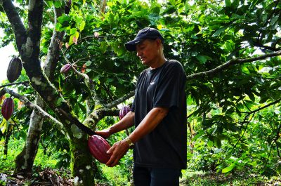 Cultivo de cacao