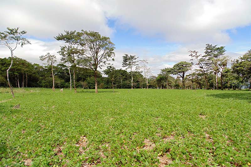 Cultivation-of-beans-(Santo-Tomàs)