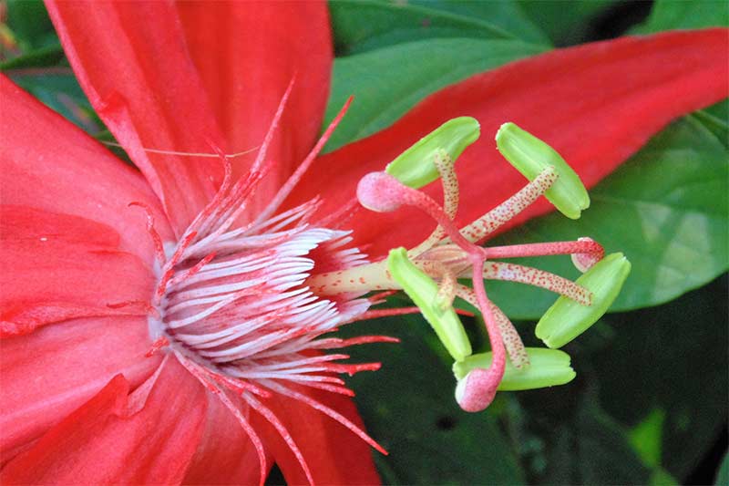 Wild-flower-(Santo-Tomàs)