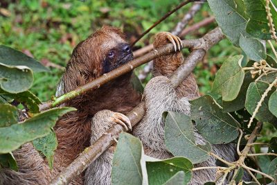 Oso Perezoso _muelledelosbueyes_naturaleza3