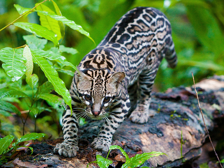 Margay l_kukrahill_nature1