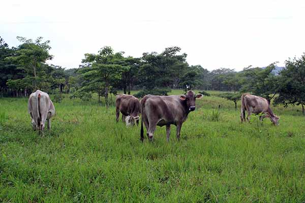 _cattle raising