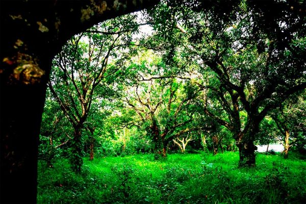 Bosque---Desembocadura-de-Rio-Grande