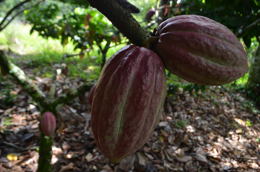 Cultivo de cacao