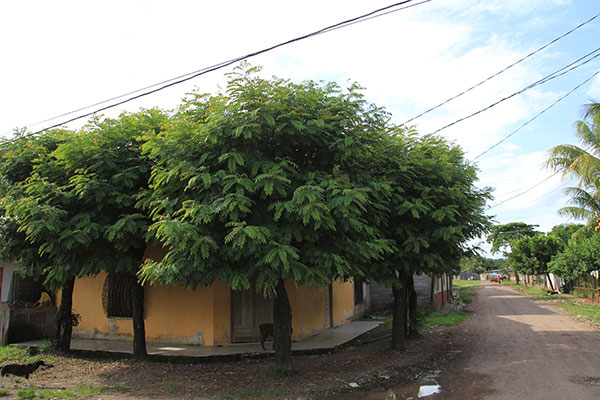 Calle y casas tradicionales_mulukuku_arquitectura_gal4