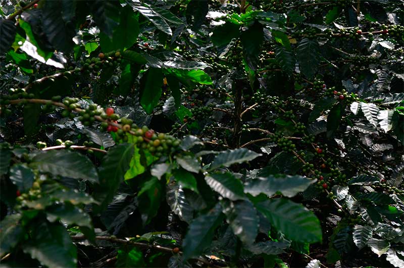 Coffee-growing_waslala_naturaleza2