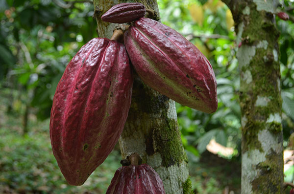 Cultivo de cacao_siuna_naturaleza11