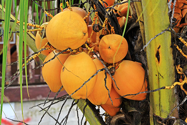 Frutos de coco_siuna_naturaleza14