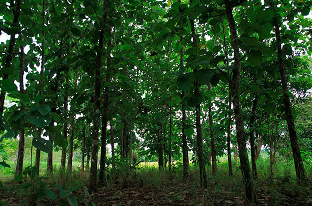 Plantación-de-teca_siuna_naturaleza7