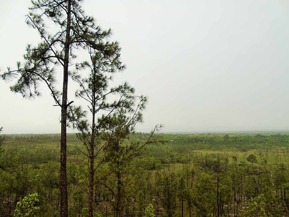 Vista de los pinares waspan_naturaleza1