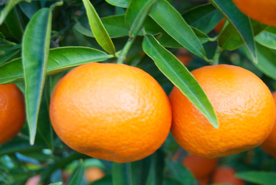 Harvest-of-mandarin