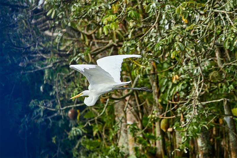 fauna-rio-san-juan