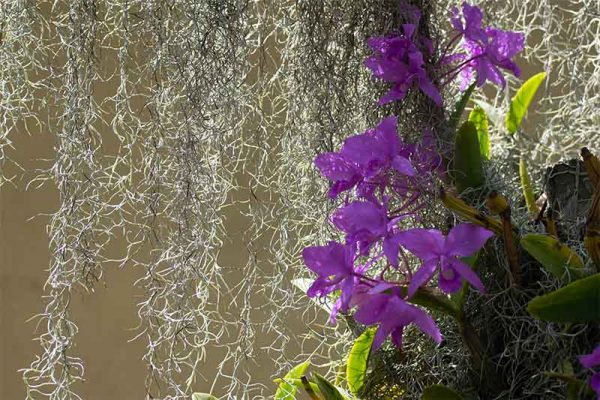 orchidées-Nueva-segovia-Nicaragua