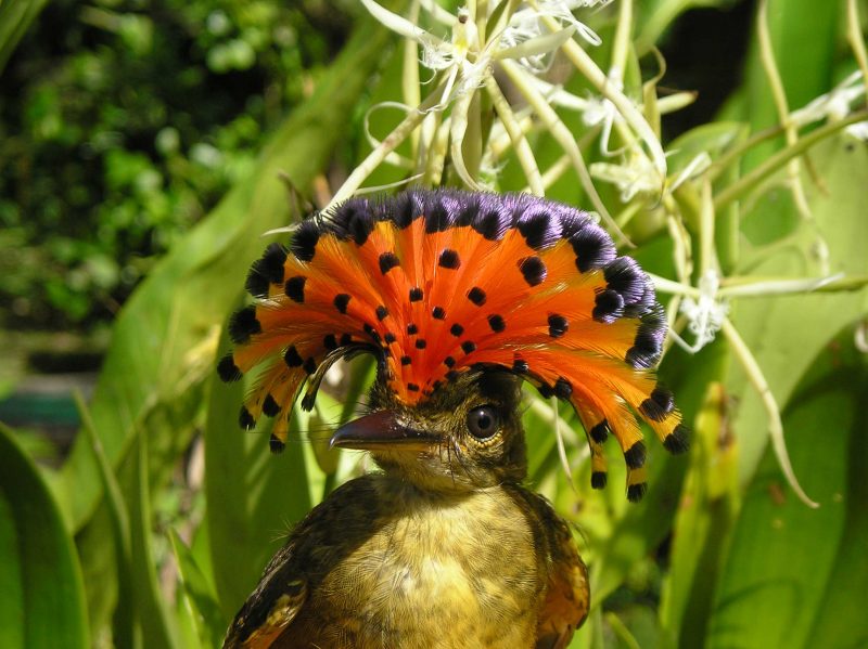 aves-Nicaragua