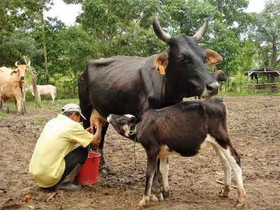 milking-traditional