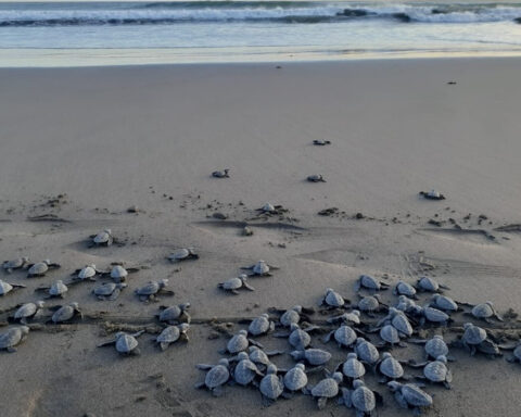 Wo man Schildkröten in Nicaragua sehen kann-1-480x384