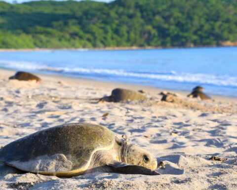 Où-voir-des-tortues-au-Nicaragua-2-480x384